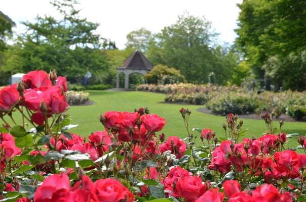 Roger's Rose Garden at the Hamilton Gardens, Hamilton