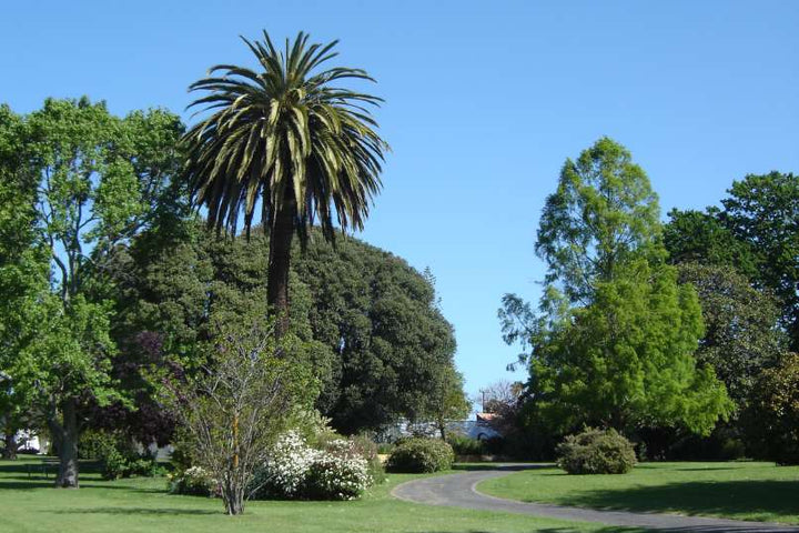 Tree Lawn at Gisborne Botanical Gardens, Gisborne
