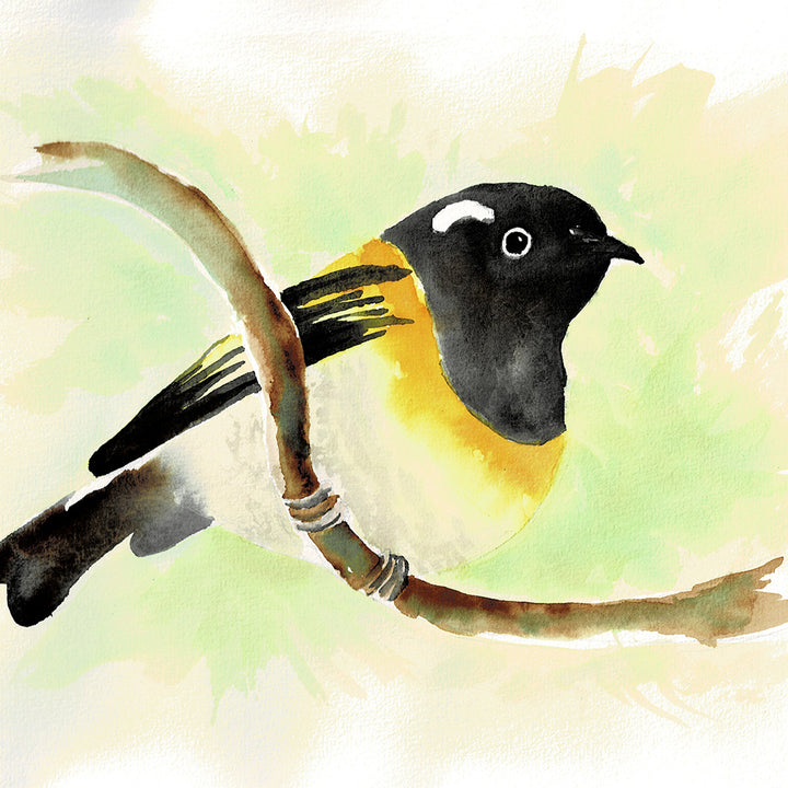 Hihi / Stitchbird