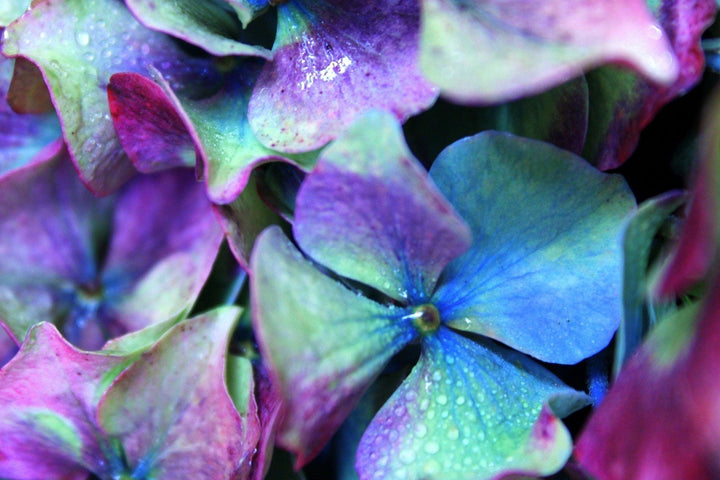 Colour-Changing Plants & Unicorn Noodles