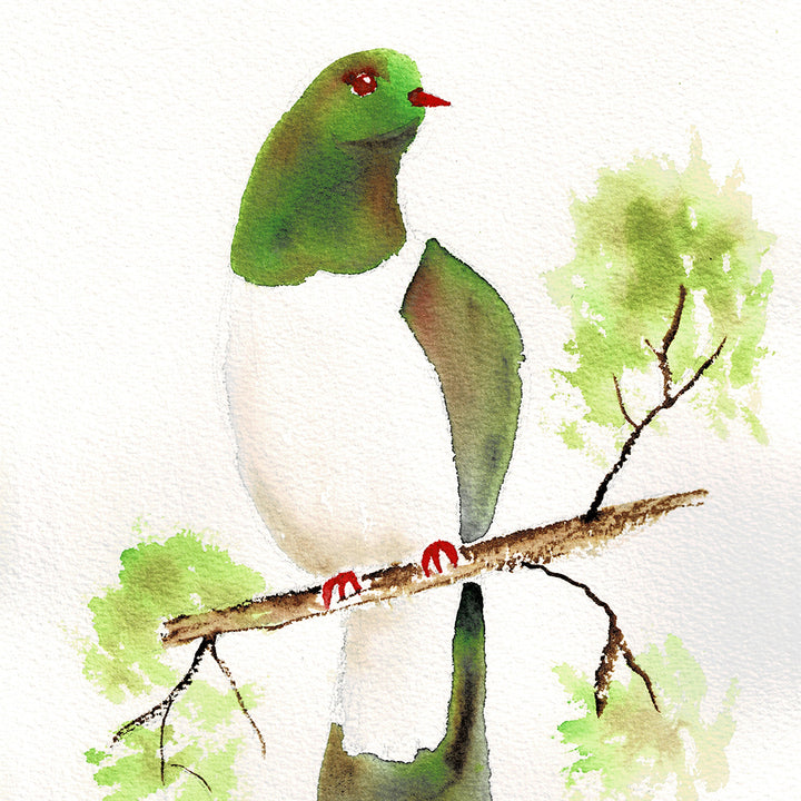 Kererū / New Zealand Wood Pigeon