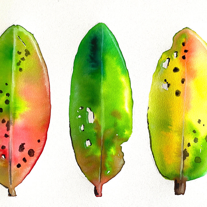 Pōhutukawa Leaves