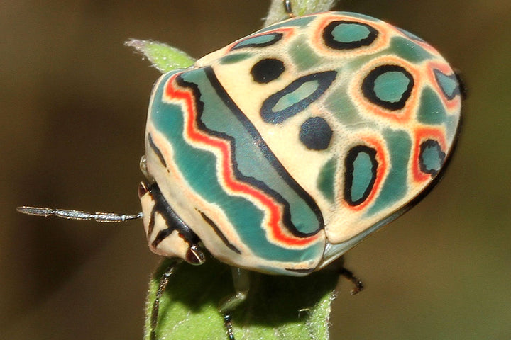 The bug that looks like an abstract painting
