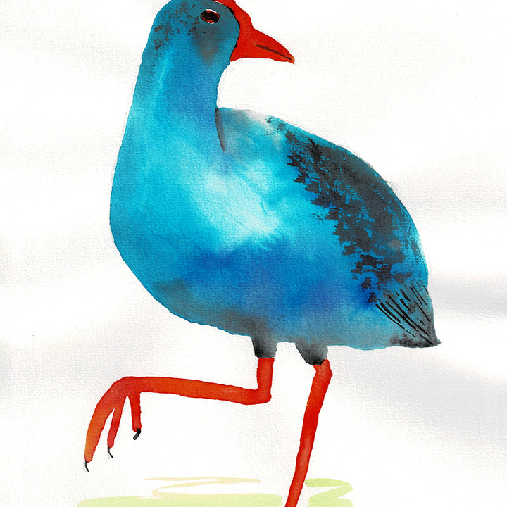 Pūkeko