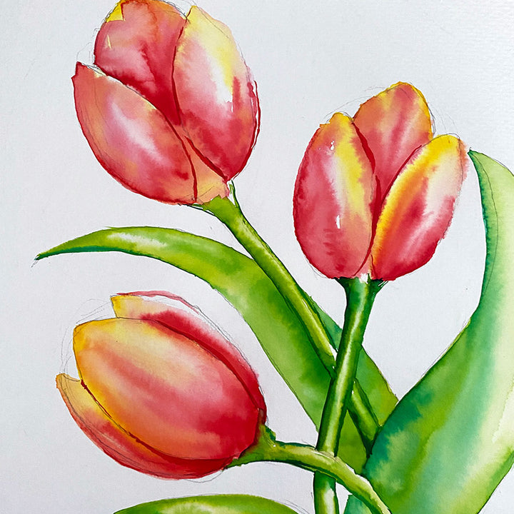 Watercolour Tulips