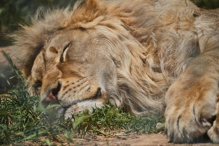 The Unbelievable Story of the Actress Who Lived with Lions