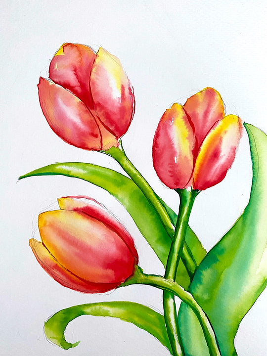 Watercolour Tulips | 23/10/2024- Neighbourhood Pizzeria, Gisborne