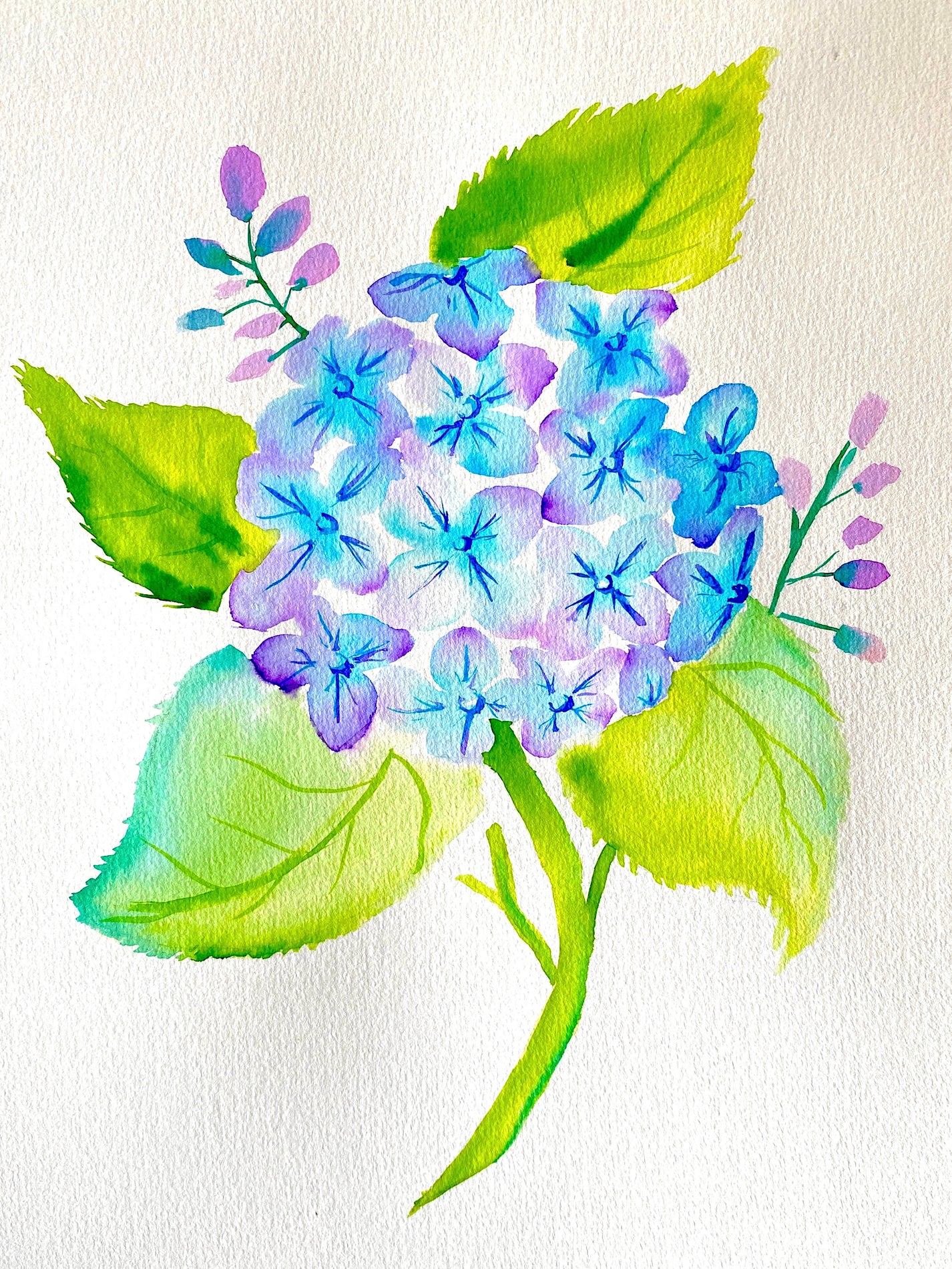Buy Tickets to 'Watercolour Hydrangea' Watercolour and Wine Event in Dunedin Paintvine®