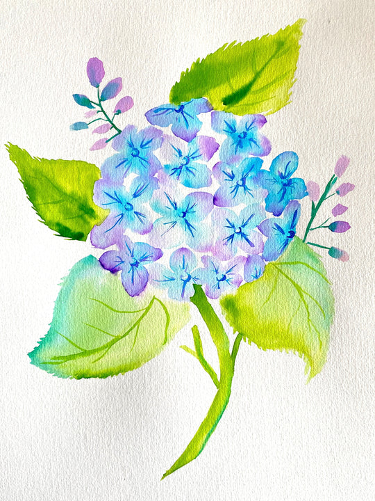 Watercolour Hydrangea | 10/10/2024 - Bullock Bar & Restaurant, Timaru