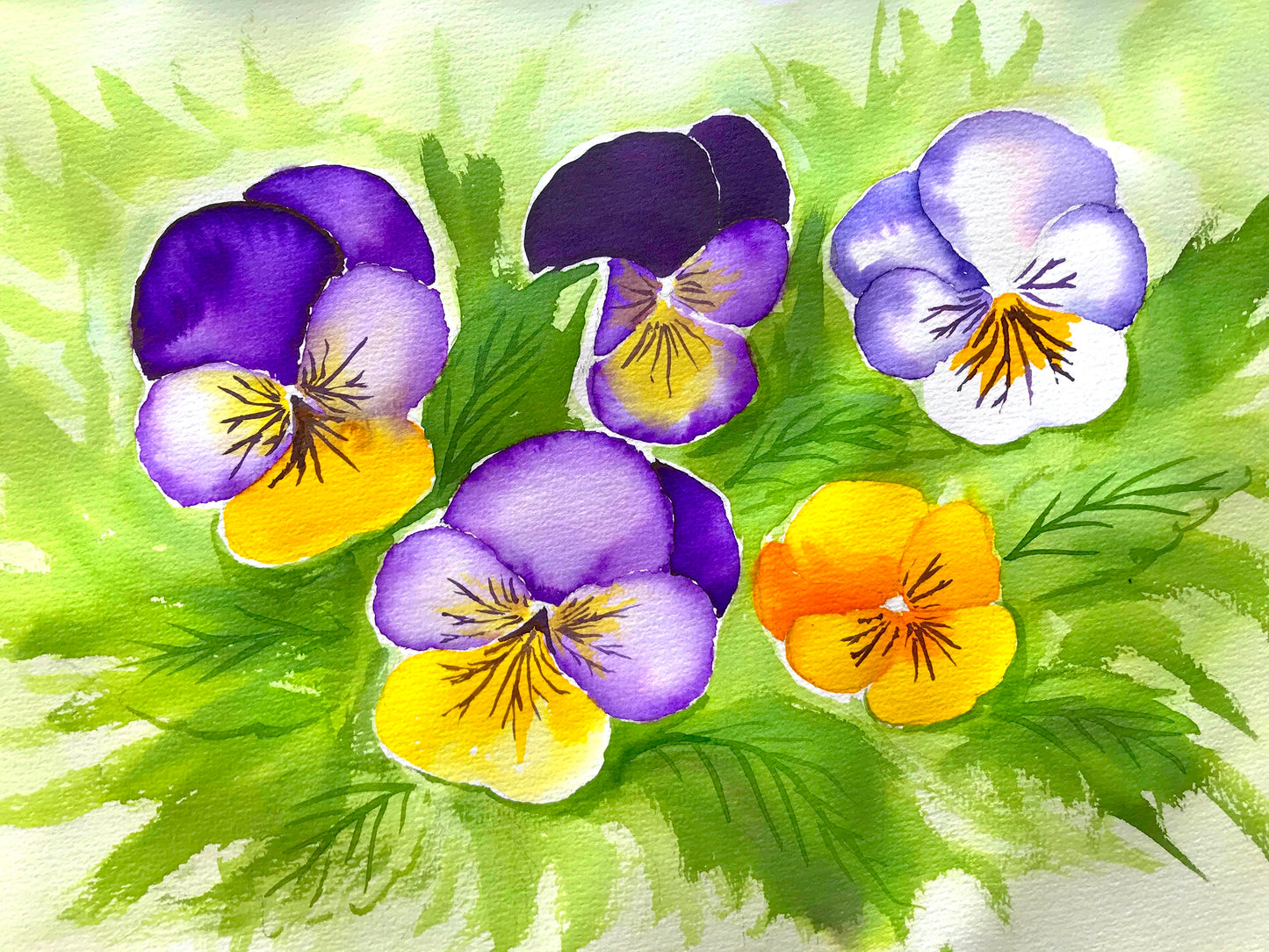 Wild Viola | 03/09/2025 - Lone Star, Whangarei