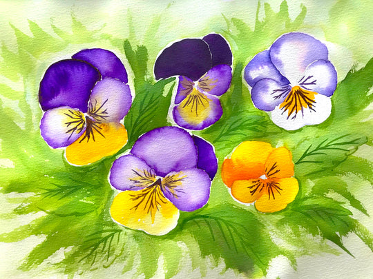 Wild Viola | 17/06/2025 - Southern Cross, Wellington